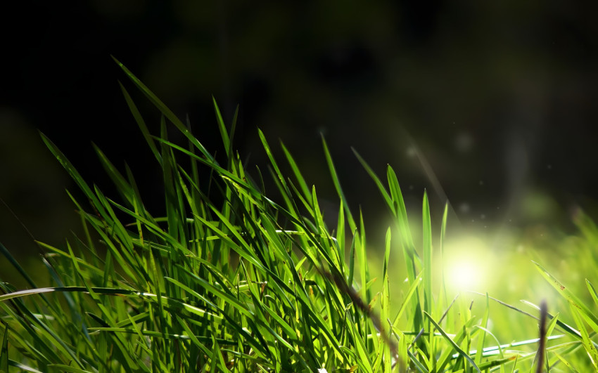 Soft Focus Grass Field Desktop Background