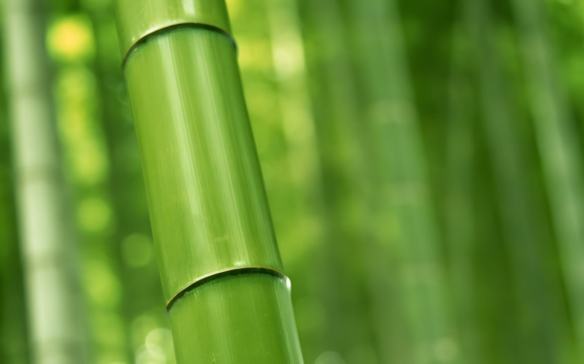 Peaceful Bamboo Desktop Image 4K