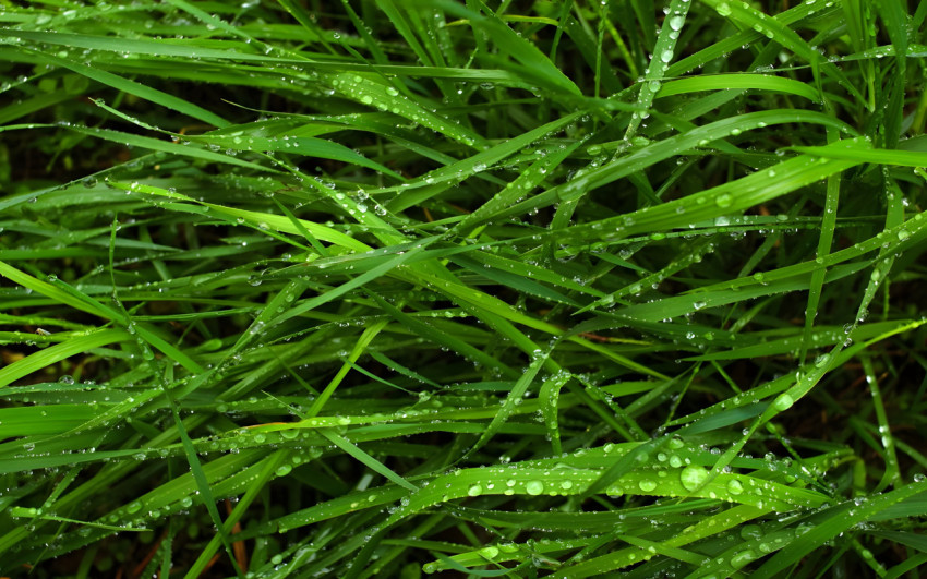 Green Grass Texture Background for Desktops