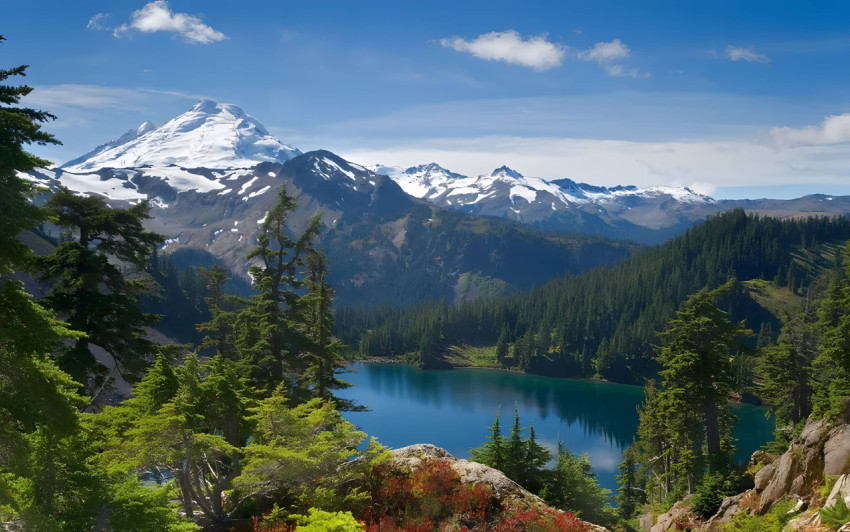 Take A Break in the Forest Wallpaper