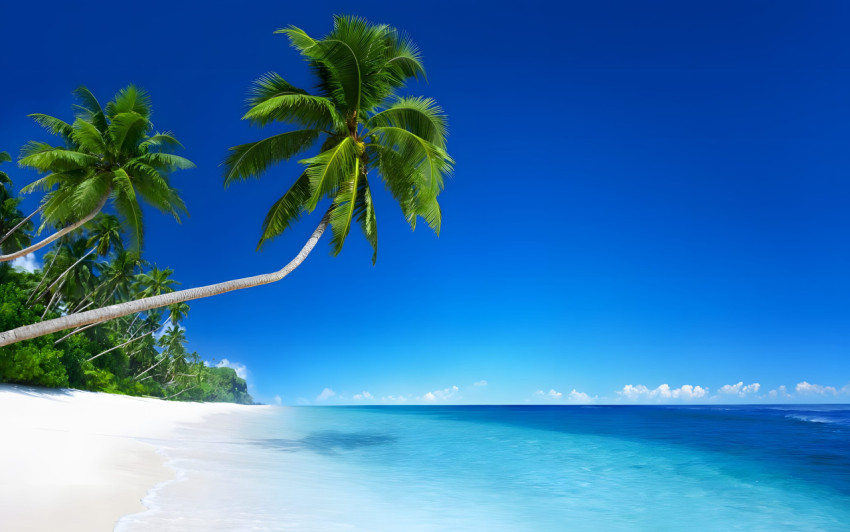 Island Vibes Palm Tree Desktop 4K Background