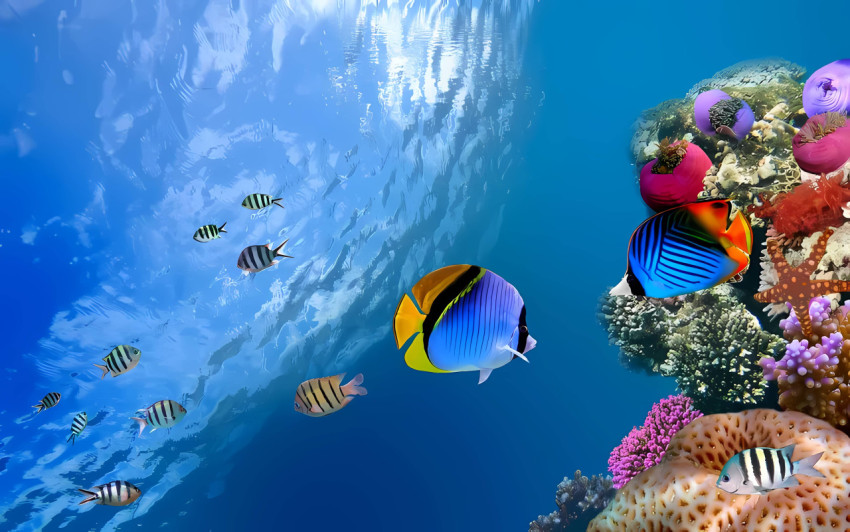 Beautiful Fish Pic for Desktop Design
