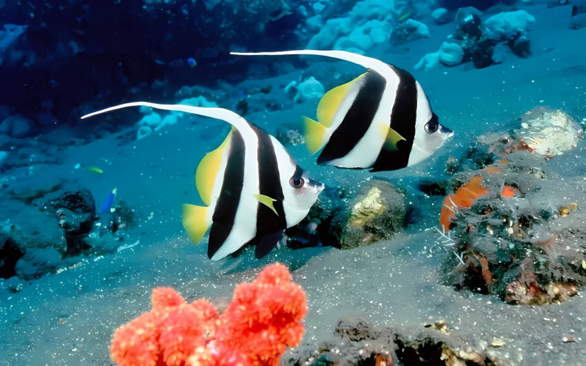 Tropical Fish Wallpaper for a Peaceful Look