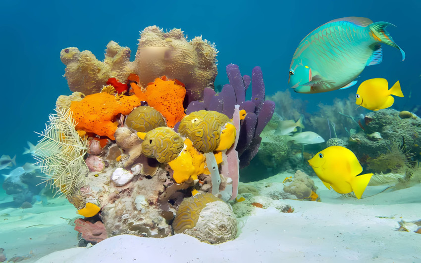 Beautiful Fish Photo for Tranquil House Decor