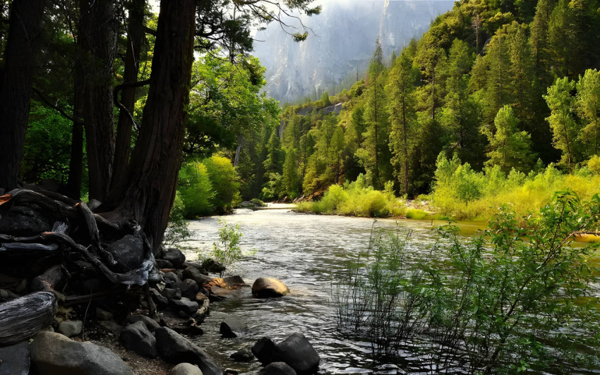 The Beauty of Nature in Forest Desktop  Wallpaper