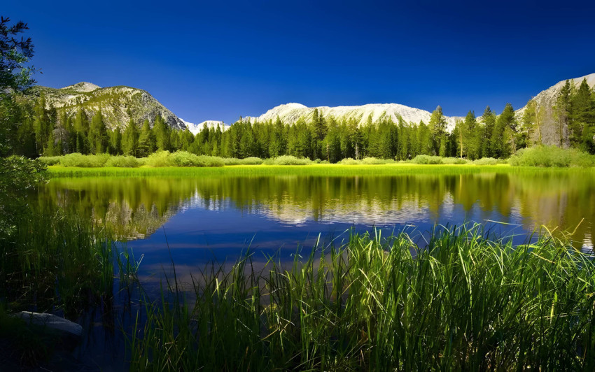 Tranquil Forest Lake Scene Wallpaper