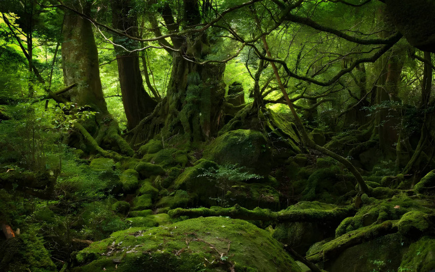 Escape to a Magical Forest Wallpaper
