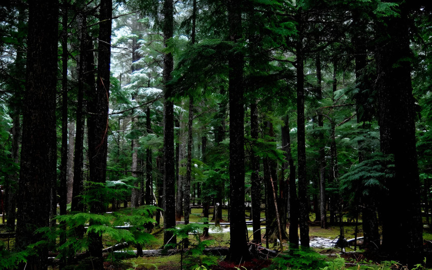 Explore the Mystery of the Forest Wallpaper