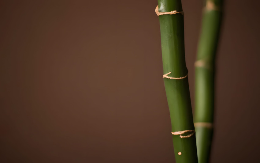 Serene Bamboo Desktop Background 4K