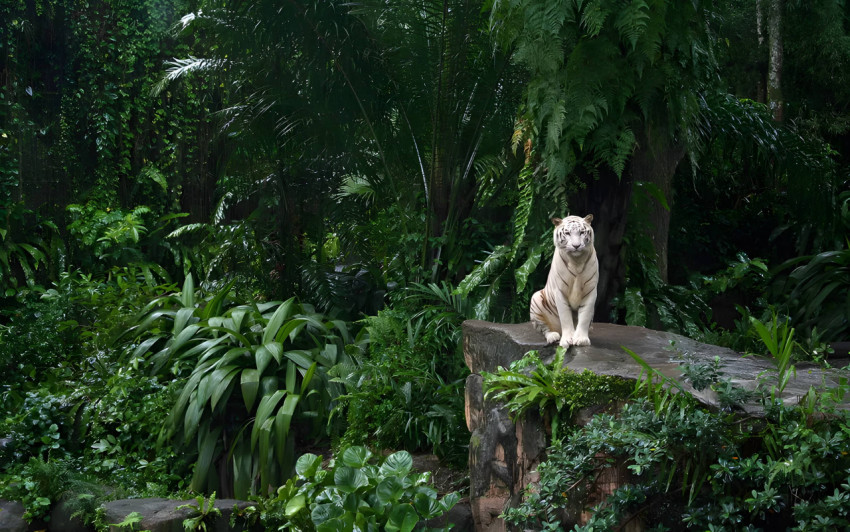 White Tiger In Peaceful Forest Desktop Wallpaper