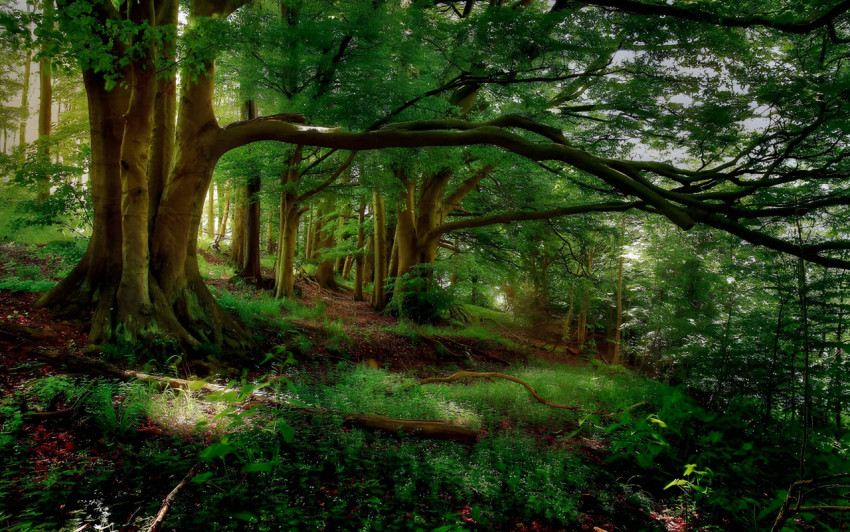 Peaceful Forest Desktop Background Wallpaper