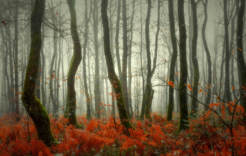 Nature Fall Palette for Desktop