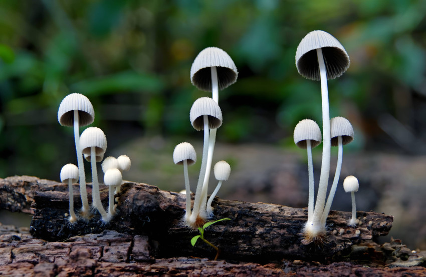 Beautiful Mushroom Desktop Wallpaper for a Cozy Vibe 4K