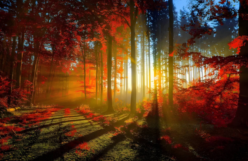 Breathe in the beauty of nature with this calming forest desktop wallpaper