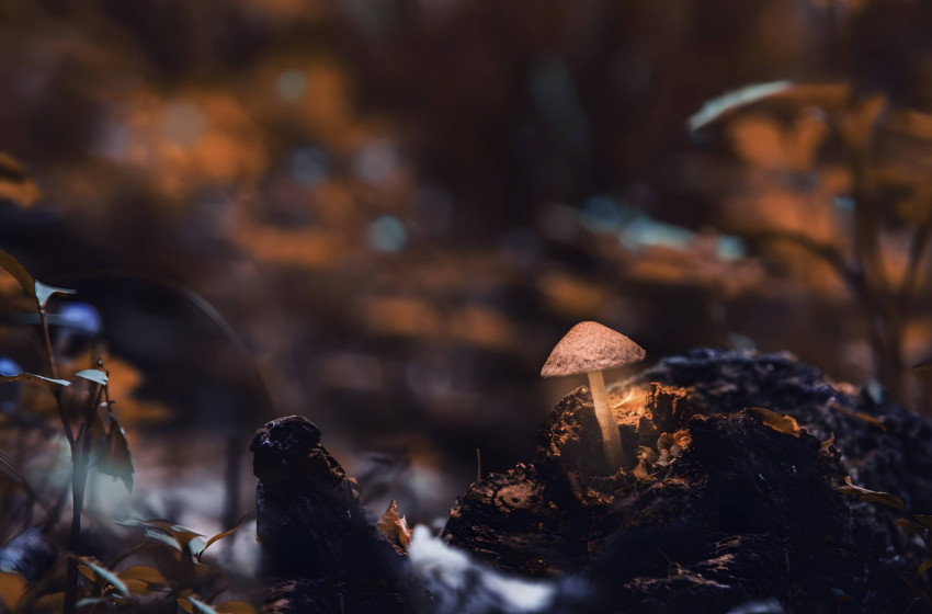 Lovely Mushroom PC Background to Enhance Your Desktop