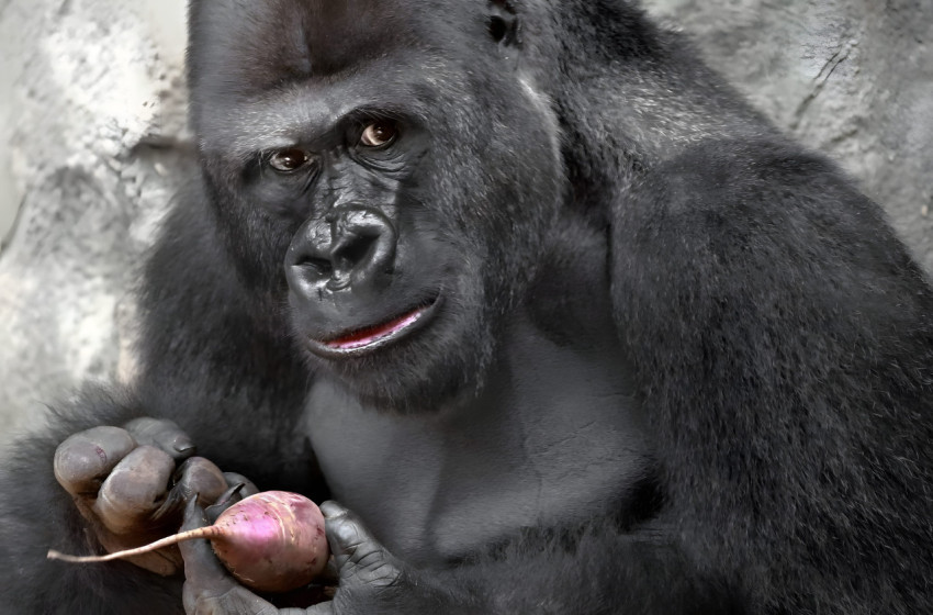 Strong Gorilla Image Desktop