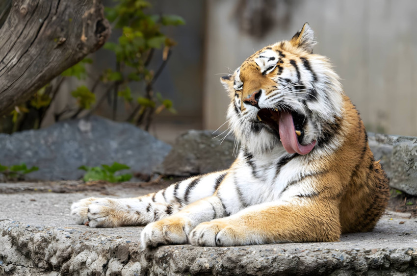 Wild Tiger Lying Open Field Wallpaper For Desktop