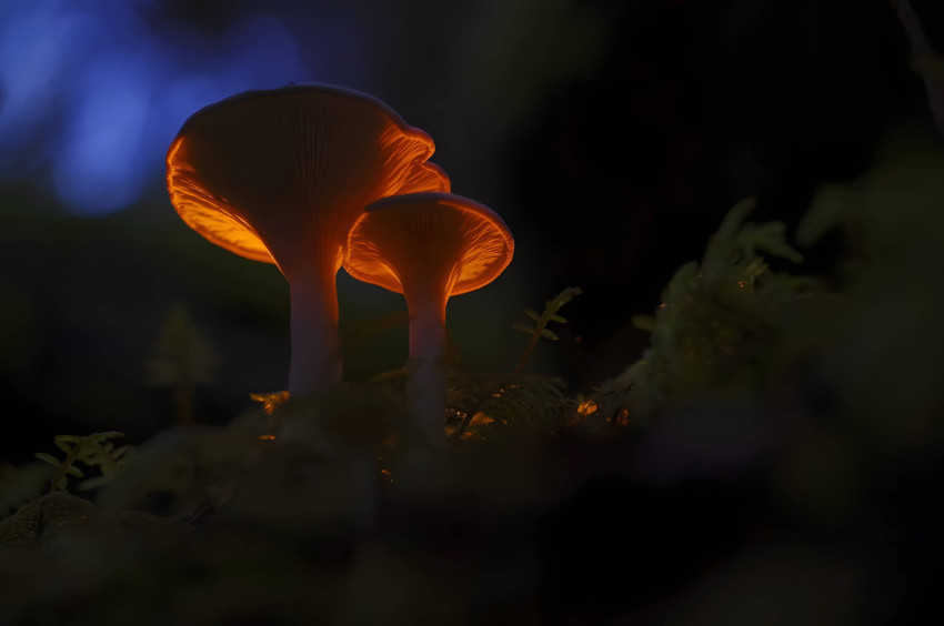 Cute Mushroom Computer Background for a Stylish Screen