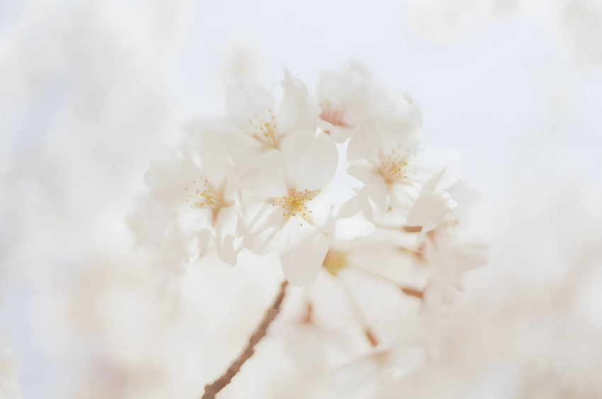 White Background Flower Image in 4K Desktop Wallpaper