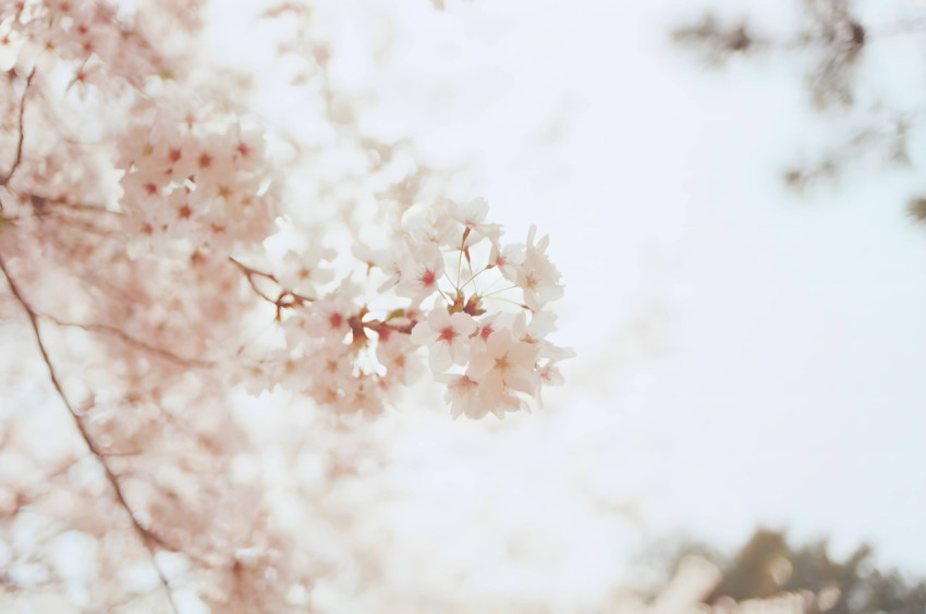 High Quality White Flower Image For Desktop