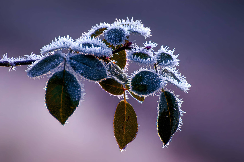 Snow Crystal Glow Photo