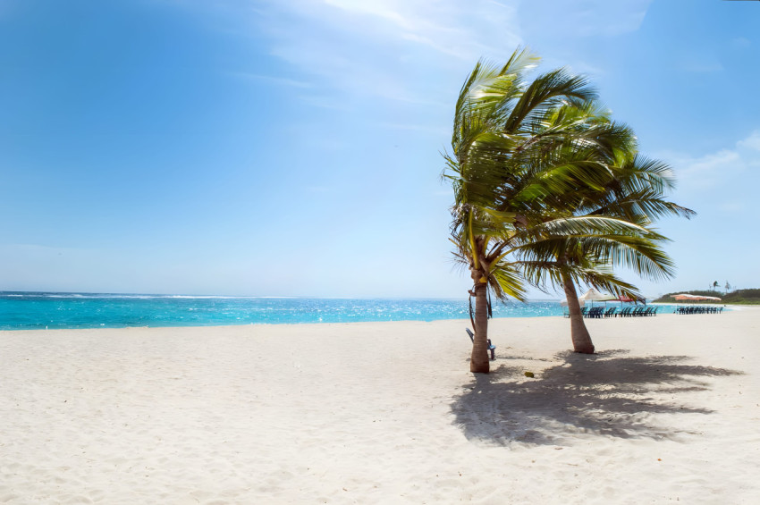 Summer Vibes Palm Tree Desktop Image