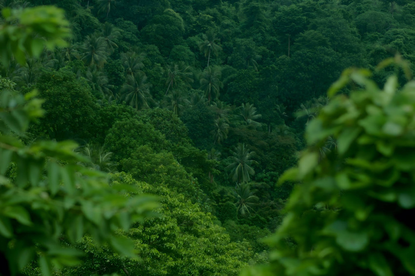 Amazing Jungle Forest Wallpapers for Nature Lover 4K