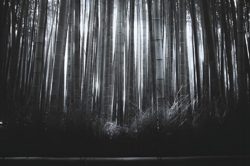 B&W Bamboo Desktop Wallpaper