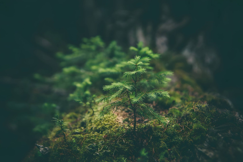 Dark Forest Desktop Ultra HD Wallpaper