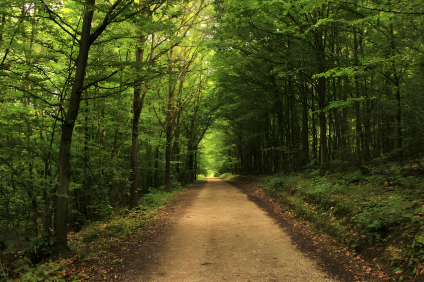 Tranquil Jungle Forest Wallpaper