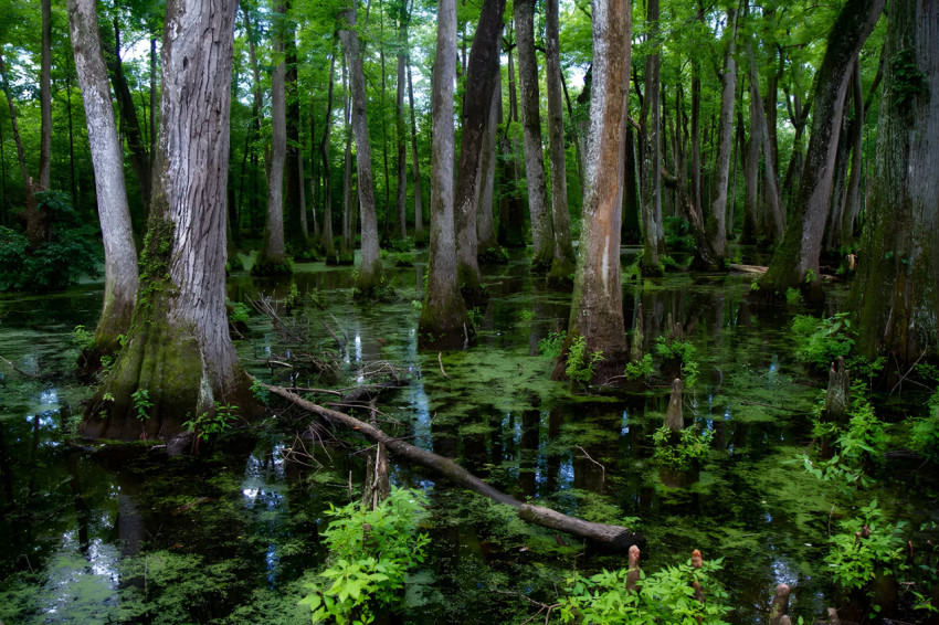 Cypress Swamp Mississippi Wallpaper