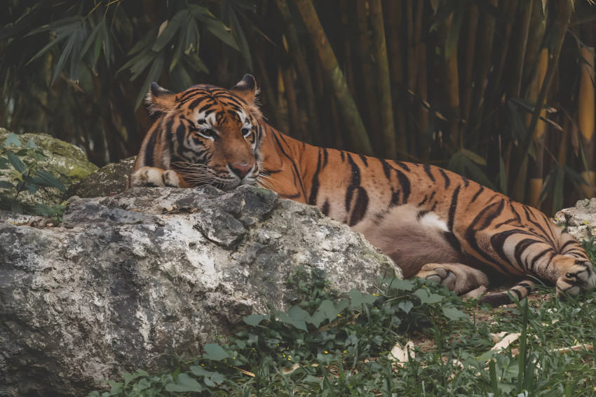 Bengal Tiger in Golden Sunset Light Wallpaper