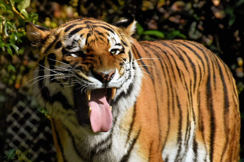 Tiger in Natural Habitat Wallpaper For Desktop