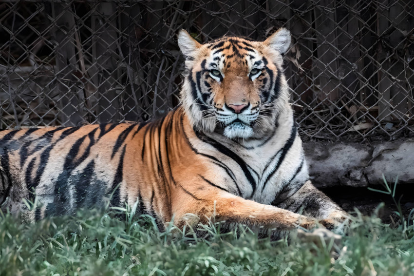 Bengal Tiger Lying By The Fence In a Zoo Wallpaper