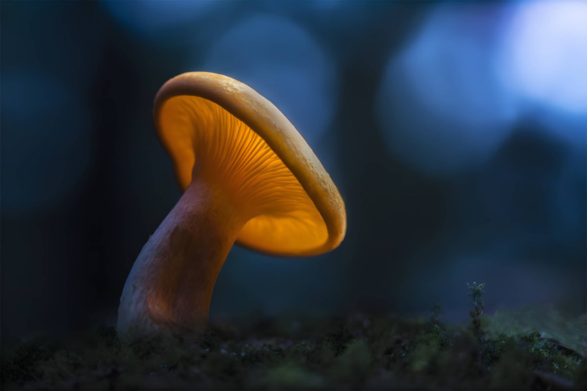 Colorful Mushroom PC Image to Refresh Your Desktop 4K