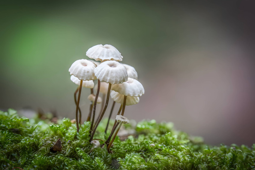 Colorful Mushroom Desktop Image to Refresh Your PC