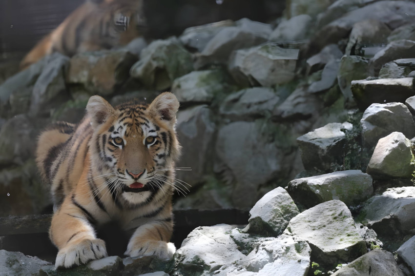 Bold Stripes of a Fearless Wild Tiger Background