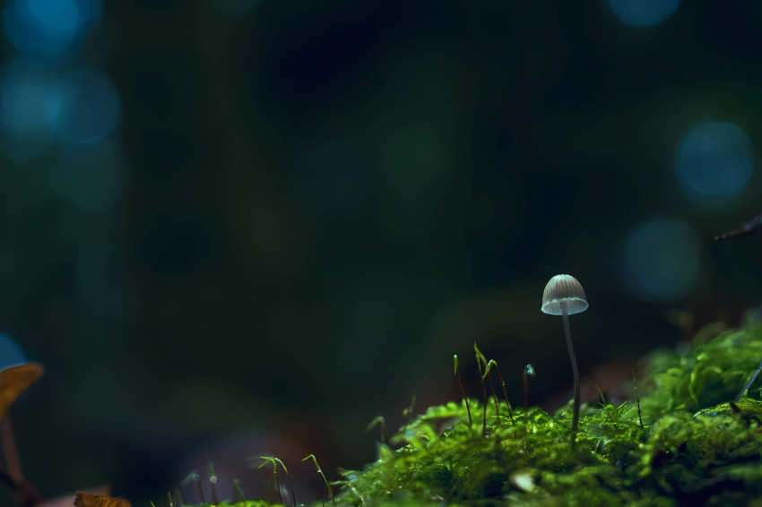 Mushroom Computer Background for Your Desktop