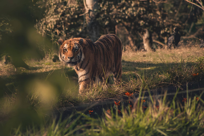 Bengal Tiger with Piercing Yellow Eyes Wallpaper