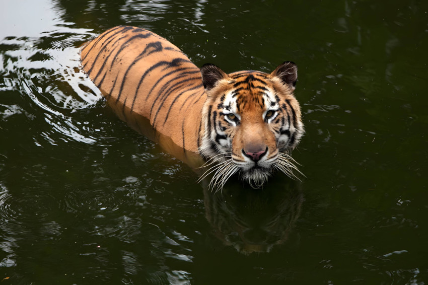 Bengal Tiger in The River Wallpaper For Desktop