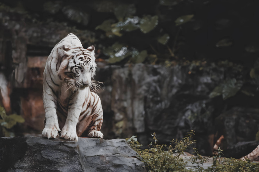 Stunning White Tiger in High Detail Desktop Wallpaper
