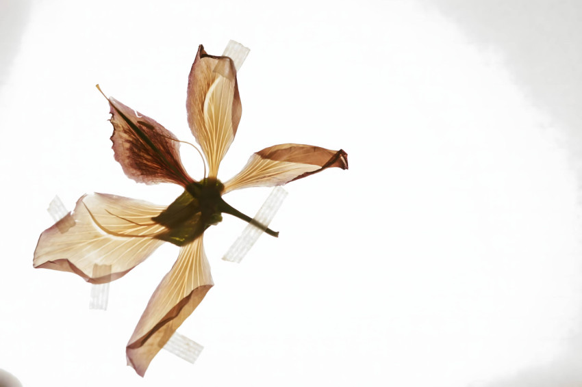 White Background Flower Image For Desktop