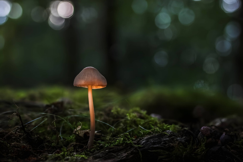 Fun and Adorable Mushroom PC Wallpaper for Your Desktop