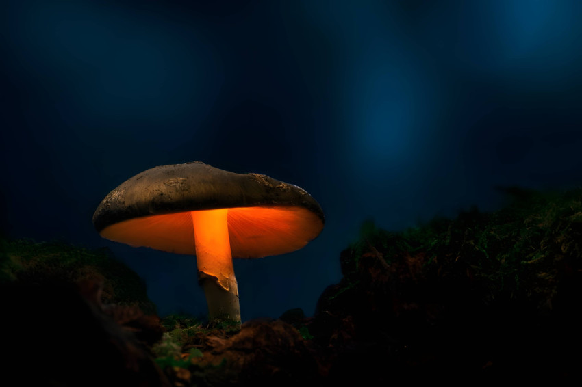 Cute Mushroom Desktop Background for Every PC 4K
