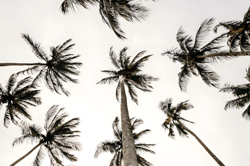 Serene Getaway Palm Tree Desktop Image