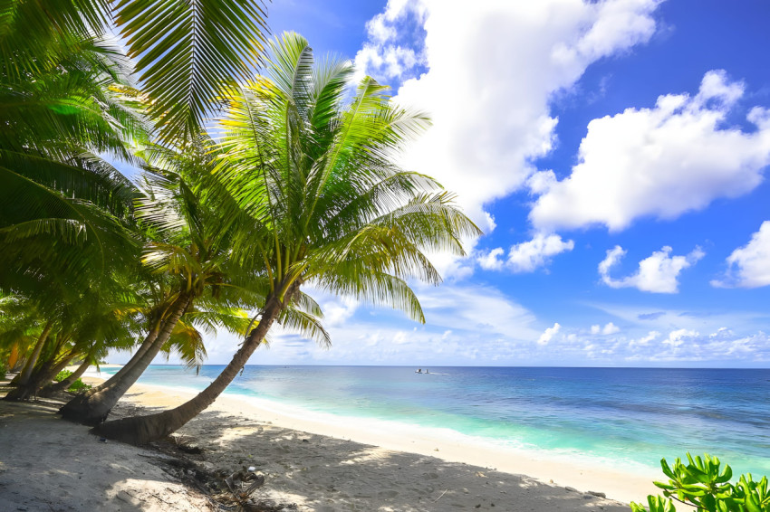 Island Vibes Palm Tree Desktop Background 4K