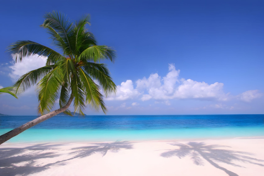 Peaceful Palm Tree Desktop Wallpaper 4K