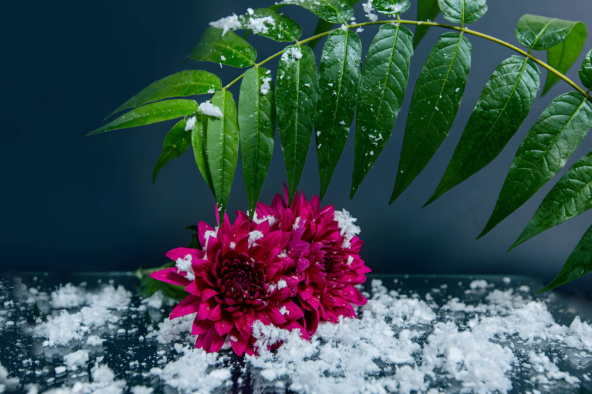 Snow Crystal Dream Image