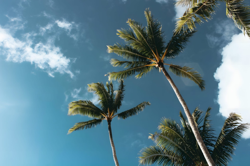 Vibrant Beach Palm Tree Desktop 4K Wallpaper