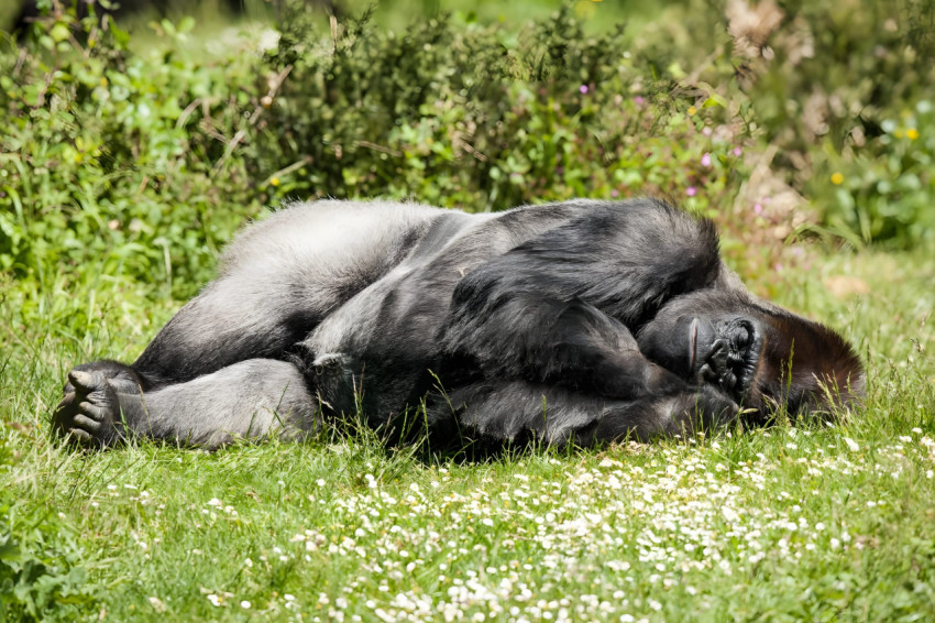 Gorilla Desktop Picture Free